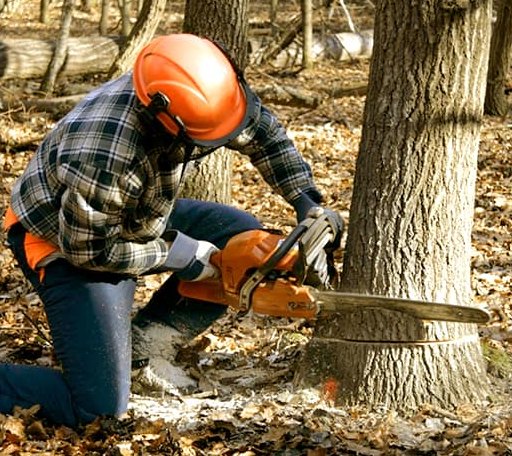 Tree Removal in Anderson Island, WA